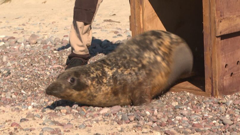В Балтийское море после четырёх месяцев реабилитации в зоопарке выпустили тюленя