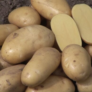 Рядом с поселком Загорское фермеры вырастили 12 сортов картошки