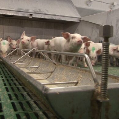 В Черняховском округе уничтожат 20 тысяч свиней из-за распространения африканской чумы