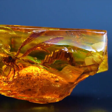 На Калининградском янтарном комбинате найдена древняя стрекоза в янтаре возрастом 50 млн лет