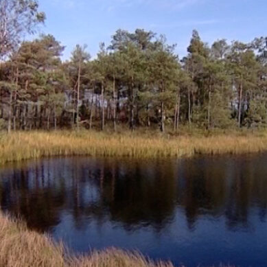 Площадь тления торфяника на болоте Целау под Калининградом составила 3 га
