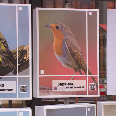 Каких необычных птиц можно увидеть в Калининградской области? Экологическая тропа «Птичья гавань»