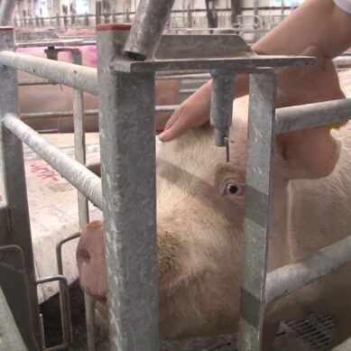 В Калининградской области ликвидировали все очаги африканской чумы свиней
