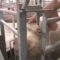 В Польше зарегистрированы новые случаи выявления африканской чумы свиней среди диких кабанов