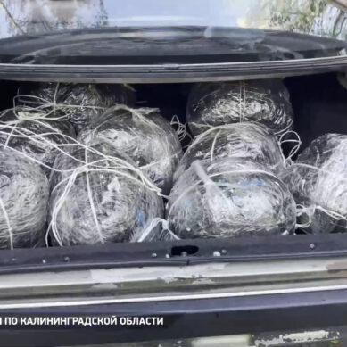 В Калининградской области задержаны участники организованной группы, занимавшейся контрабандой янтаря в крупном размере