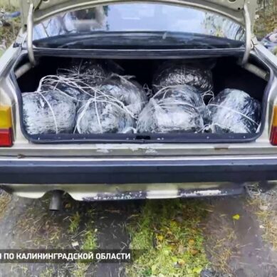 Из региона в Литву пытались нелегально вывезти 500 кг янтаря