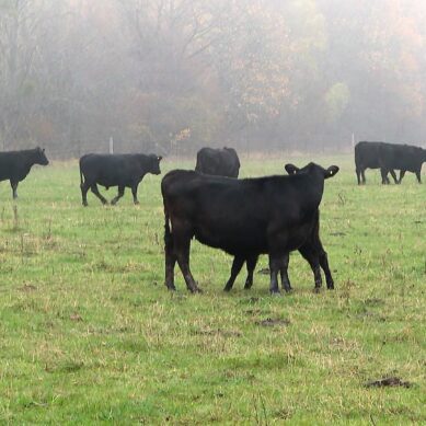 Мраморная говядина против фермерских овощей. В Черняховском районе бычки уничтожают грядки местных огородников