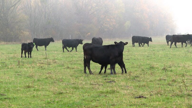 Мраморная говядина против фермерских овощей. В Черняховском районе бычки уничтожают грядки местных огородников