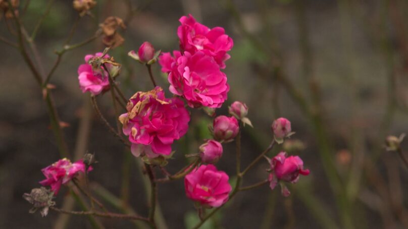 В Ботаническом саду из-за аномальной погоды зацвели розы и сирень