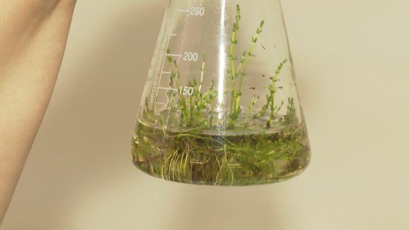 Калининградские учёные открыли новые свойства растения, хорошо знакомого всем жителям региона