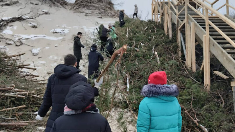 Школьники приняли участие в укреплении авандюны на Куршской косе