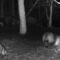 Сотрудники национального парка «Куршская коса» показали ночной образ жизни енотовидных собак
