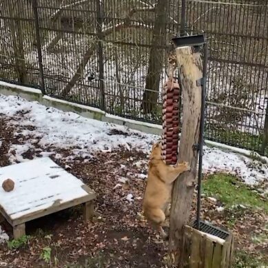 В калининградском зоопарке для львицы купили специальный тренажёр для похудения