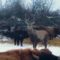 Парочка благородных оленей наведалась в гости к местному фермеру под Зеленоградском