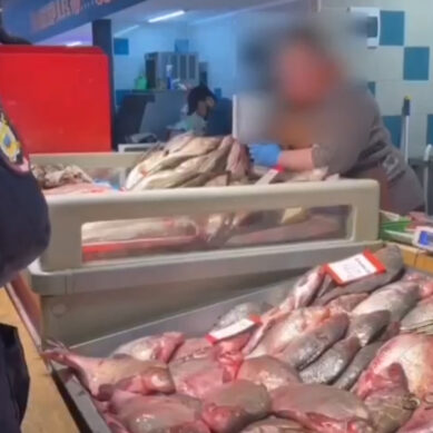 В Калининграде прошёл рейд по пресечению незаконной торговли морепродуктами неподтвержденной безопасности