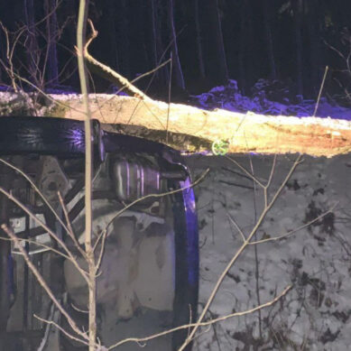 Упавшее на проезжую часть дерево стало причиной ДТП в Зеленоградском районе