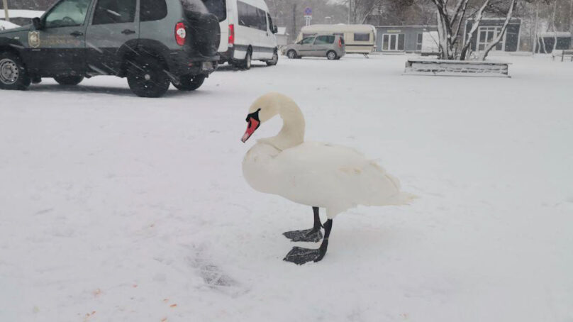Сотрудники нацпарка «Куршская коса» спасли лебедя-шипуна