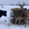На одной из ферм Калининградской области замечены олени