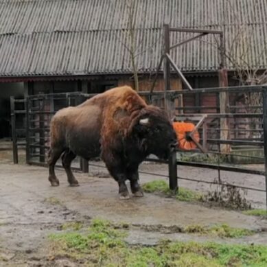 В Калининградском зоопарке у бизона Богдана появилась щётка-чесалка