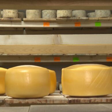 Сегодня во всём мире отмечается День любителей сыра. Репортаж из сырной ремесленной мастерской Калининградской области