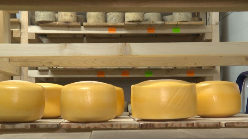 Сегодня во всём мире отмечается День любителей сыра. Репортаж из сырной ремесленной мастерской Калининградской области