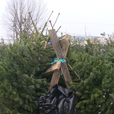 В этом году большинство россиян отправили живые новогодние ели в мусорку, а не на переработку