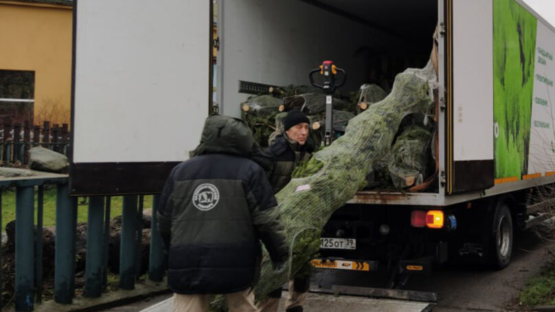 Калининградскому зоопарку подарили целый грузовик с пихтами