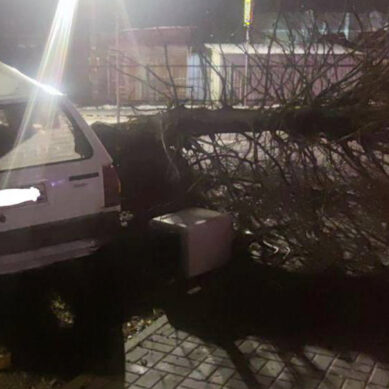 В Полесске пьяный водитель на «Фольксвагене» влетел в дерево
