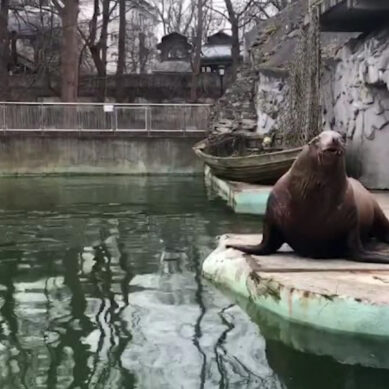 Калининградский зоопарк поделился видео с сивучем-долгожителем