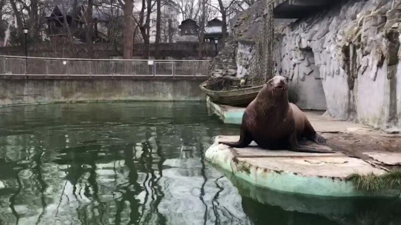 Калининградский зоопарк поделился видео с сивучем-долгожителем