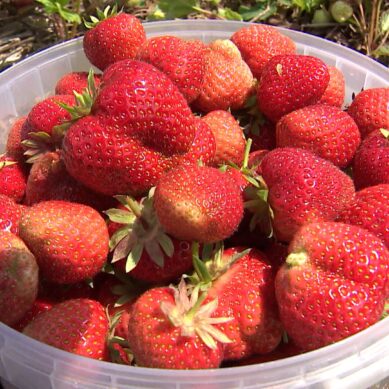 В Калининградской области в прошлом году собрали более 52 тысяч тонн ягод и фруктов