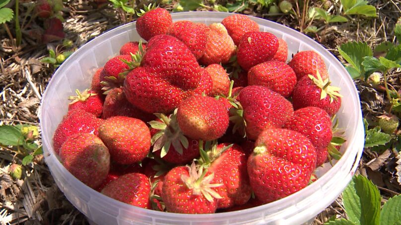 В Калининградской области в прошлом году собрали более 52 тысяч тонн ягод и фруктов