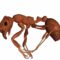 Биологи обнаружили останки самого древнего муравья в балтийском янтаре