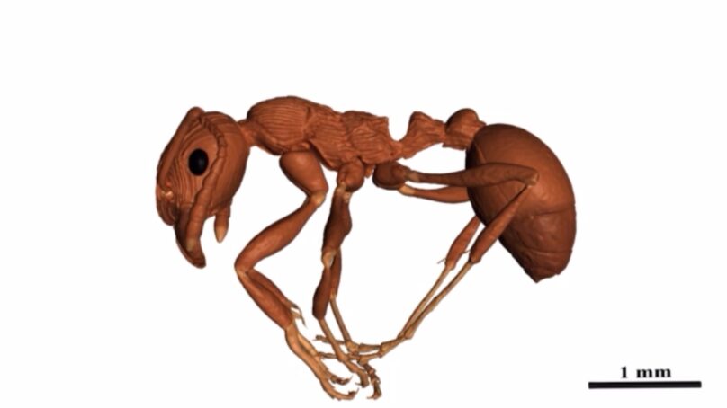 Биологи обнаружили останки самого древнего муравья в балтийском янтаре