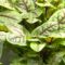 Ферма из Озерков, выращивающая бэби-салаты и микрозелень, представила Калининградскую область на международном конкурсе в Дубае