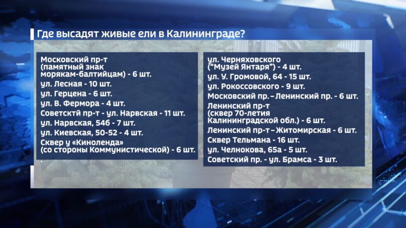 Живые ели в кадках, которые появились в центре Калининграда в канун Нового года, продолжат украшать город