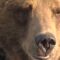 Власти Калининграда объявили тендер на строительство вольера для медведей и волков в зоопарке