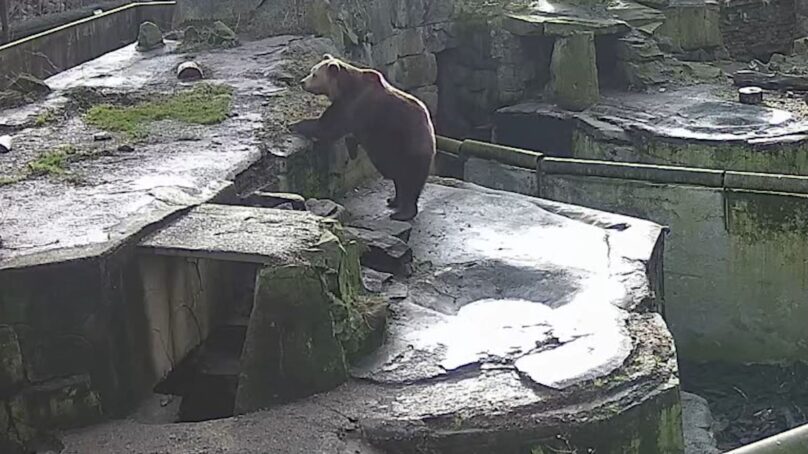 Медведь Фима из калининградского зоопарка вышел из спячки на 20 минут