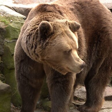 В калининградском зоопарке проснулся бурый медведь Фима
