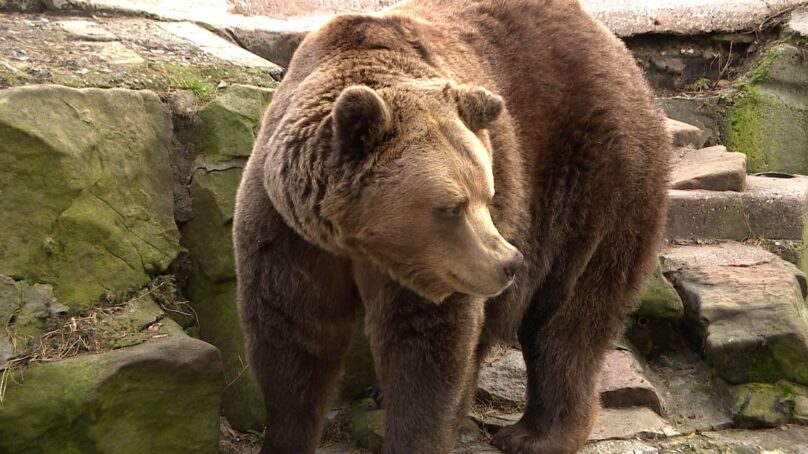 В калининградском зоопарке проснулся бурый медведь Фима