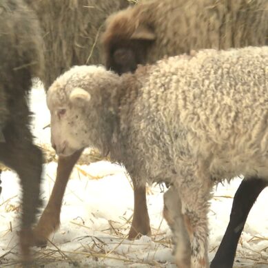 Региональное Минприроды прокомментировало гибель овец в Багратионовском районе