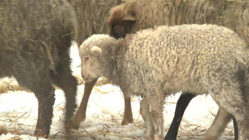 Региональное Минприроды прокомментировало гибель овец в Багратионовском районе