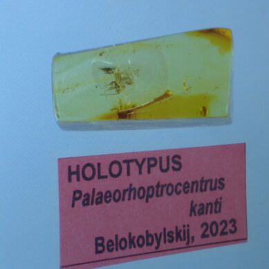 Доисторическое насекомое с философским именем. В Калининграде изучают предка осы, который учёным ещё не попадался
