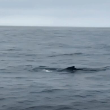 Одинокий морской кочевник у берегов. В Балтийском море заметили горбатого кита