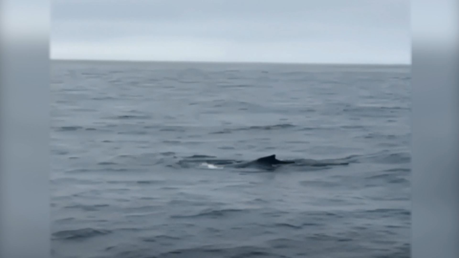 Одинокий морской кочевник у берегов. В Балтийском море заметили горбатого  кита — Вести-Калининград