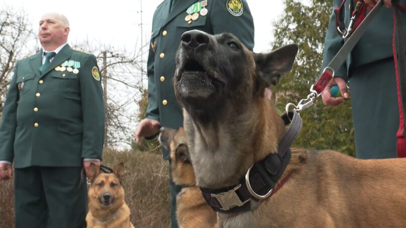 Под аплодисменты и лай! Кинологическая служба Калининградской областной таможни отмечает 15-летний юбилей