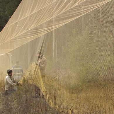 Орнитологи на Куршской косе ловят пернатых при помощи рыболовной сети