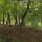 Суздальский лес в Калининграде признали природным заказником
