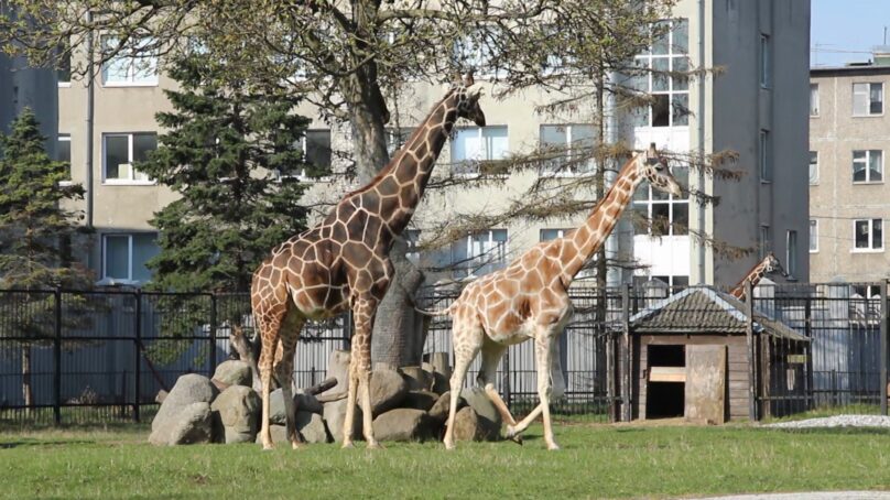 В Калининградском зоопарке временно закрылся павильон со слонами и жирафами