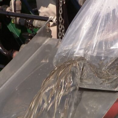 В Калининград доставили 500 кг личинок европейского речного угря для зарыбления акватории